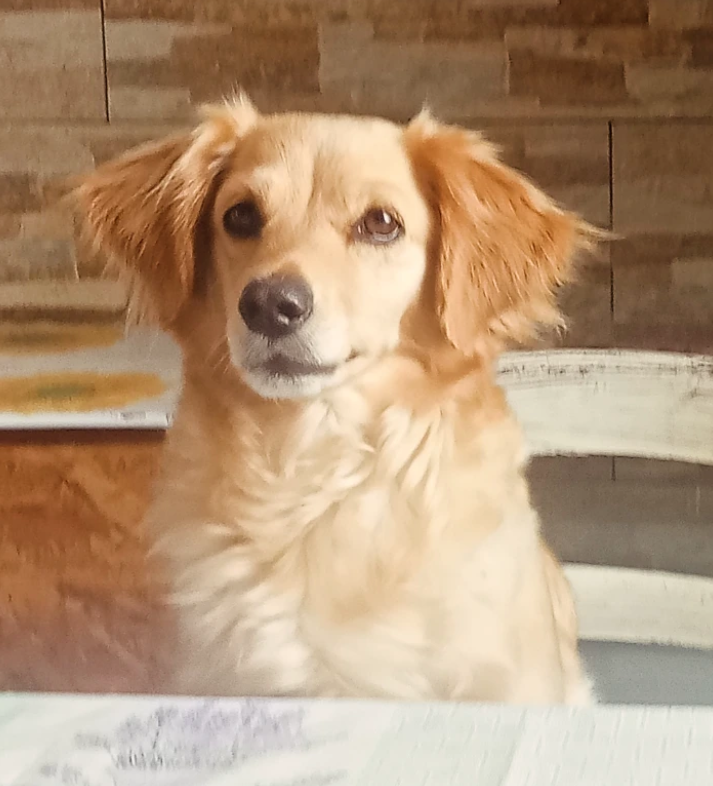 Golden retriever cucciolo ospite