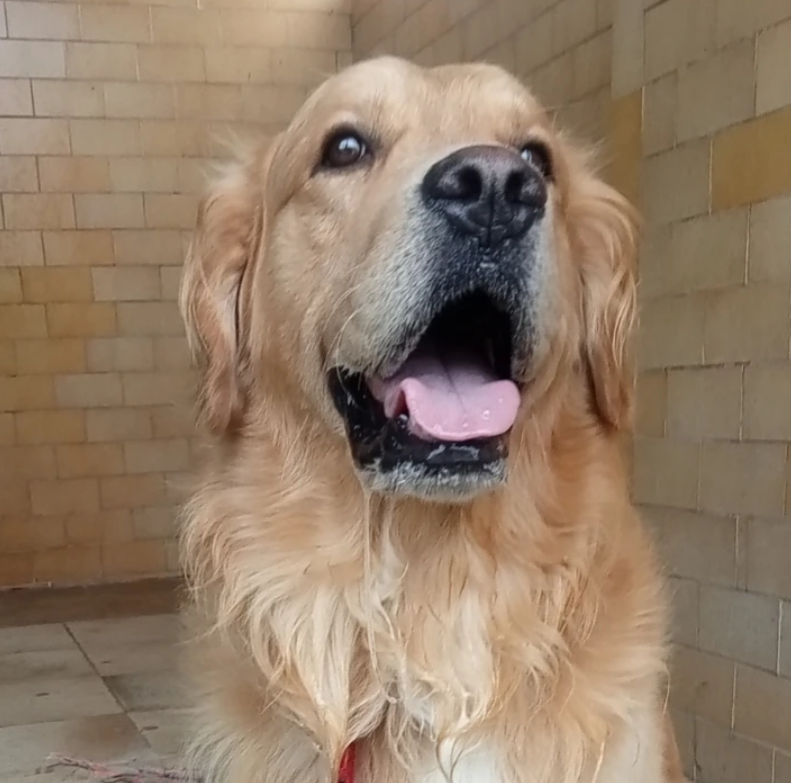 Golden retriever ospite