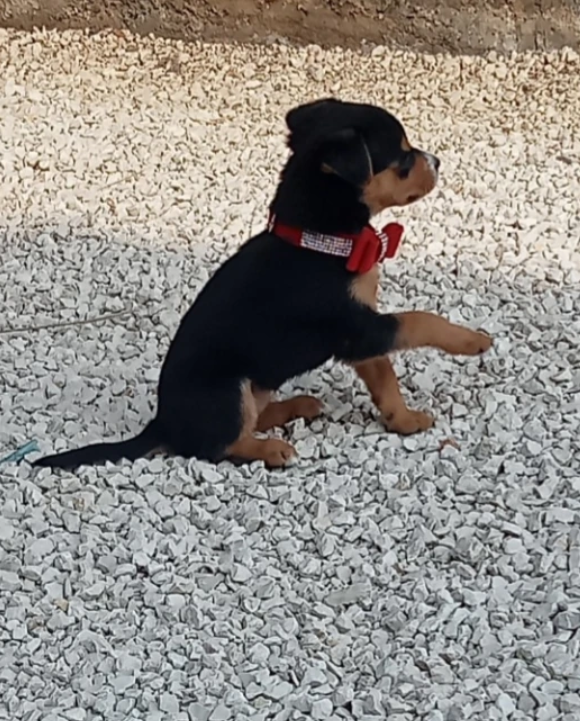 Cucciolo di rottweiler ospite